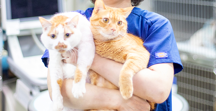 猫の診察を受けられる飼い主の方へ