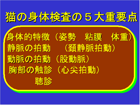 猫の身体検査の5大重要点